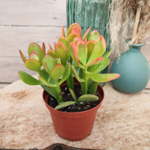 Crassula ovata &lsquo;Hummel&rsquo;s Sunset&rsquo;