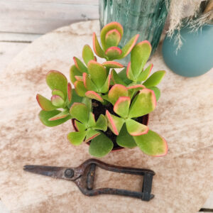 Crassula ovata &lsquo;Hummel&rsquo;s Sunset&rsquo;