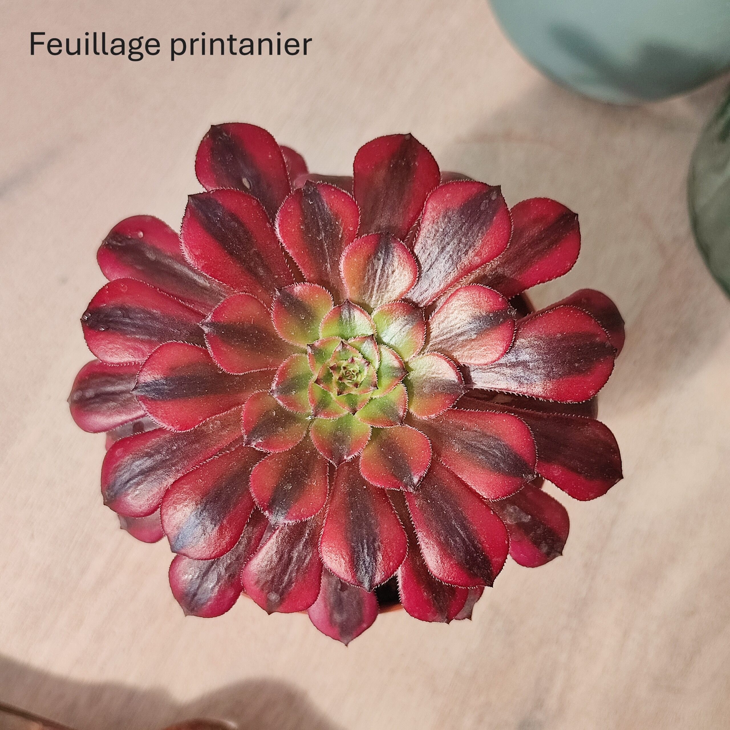Aeonium 'Zhu Rong' – Image 4