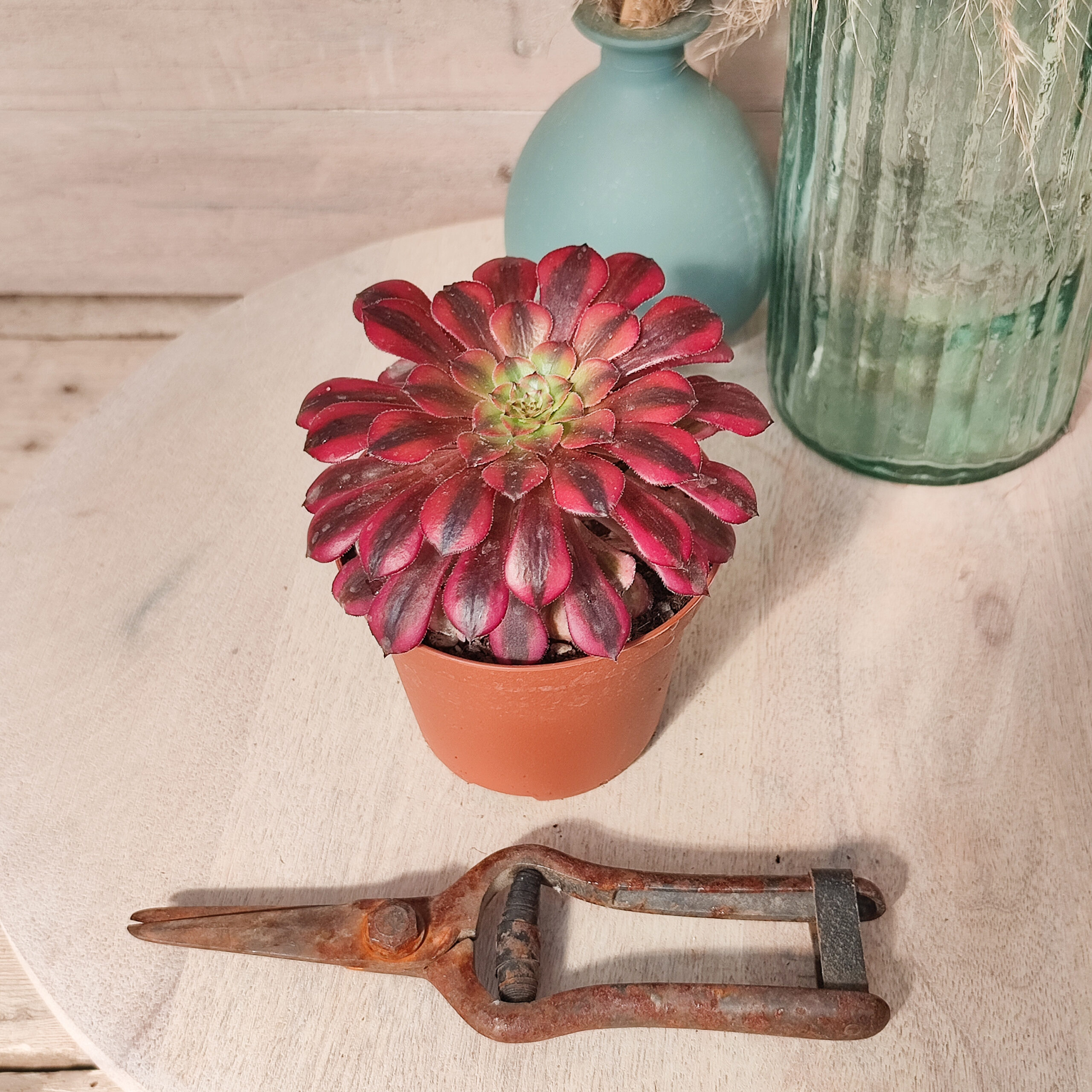 Aeonium 'Zhu Rong' – Image 5