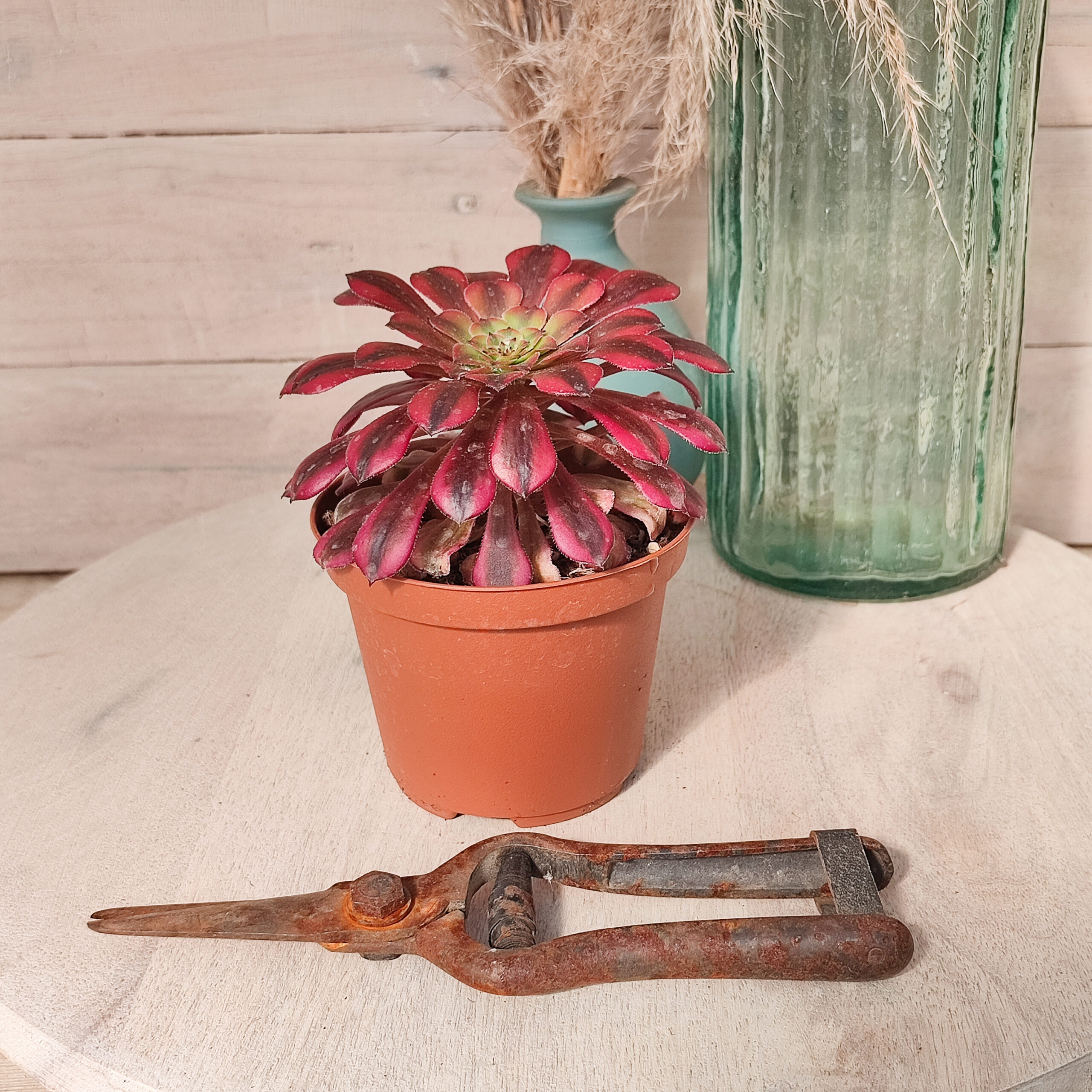 Aeonium 'Zhu Rong' – Image 6