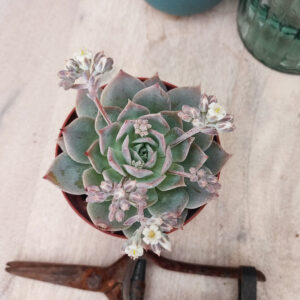 Sedum suaveolens