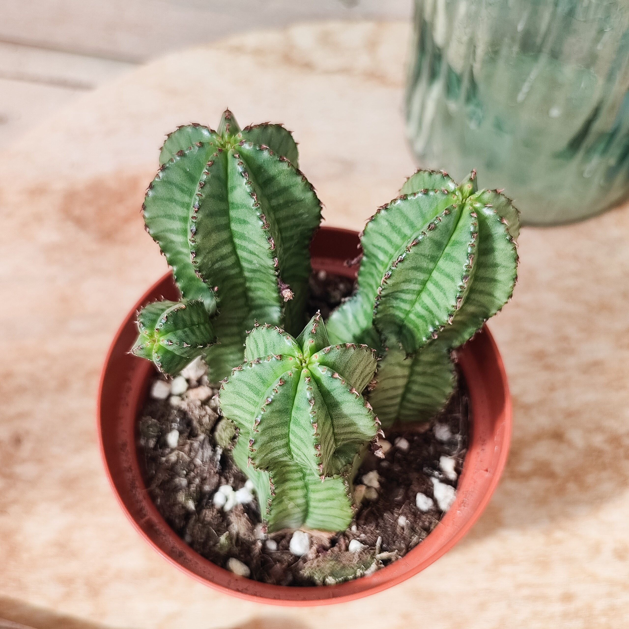 Euphorbe anoplia – Image 2