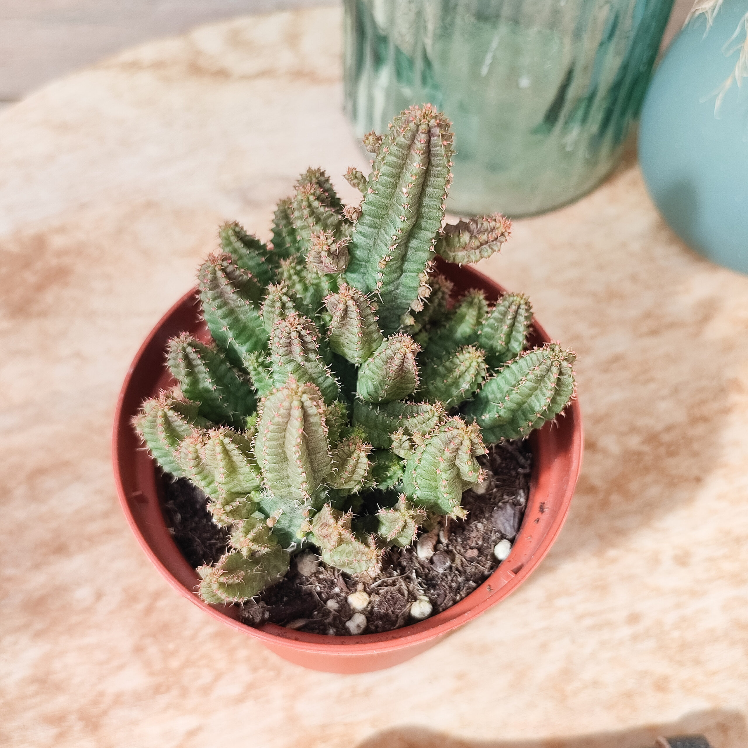 Euphorbe 'Pitica' – Image 2