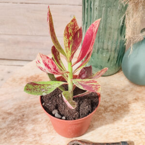 Synadenium grantii &lsquo;Rubra&rsquo;