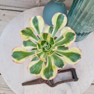 Aeonium ‘Zeus’ pot Ø10 cm