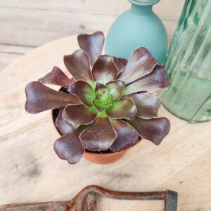 Aeonium &lsquo;Cyclops&rsquo;
