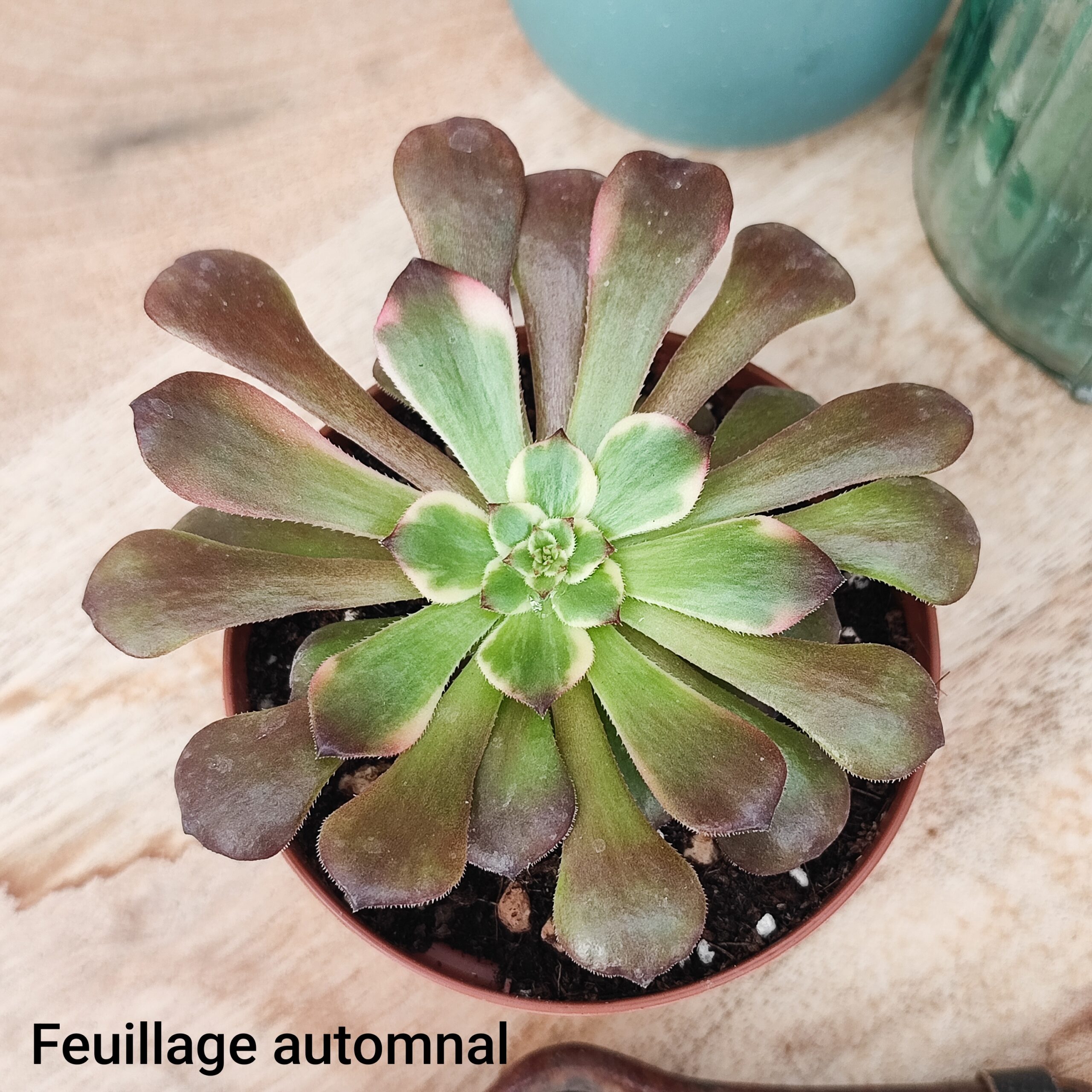 Aeonium 'Moya' – Image 3