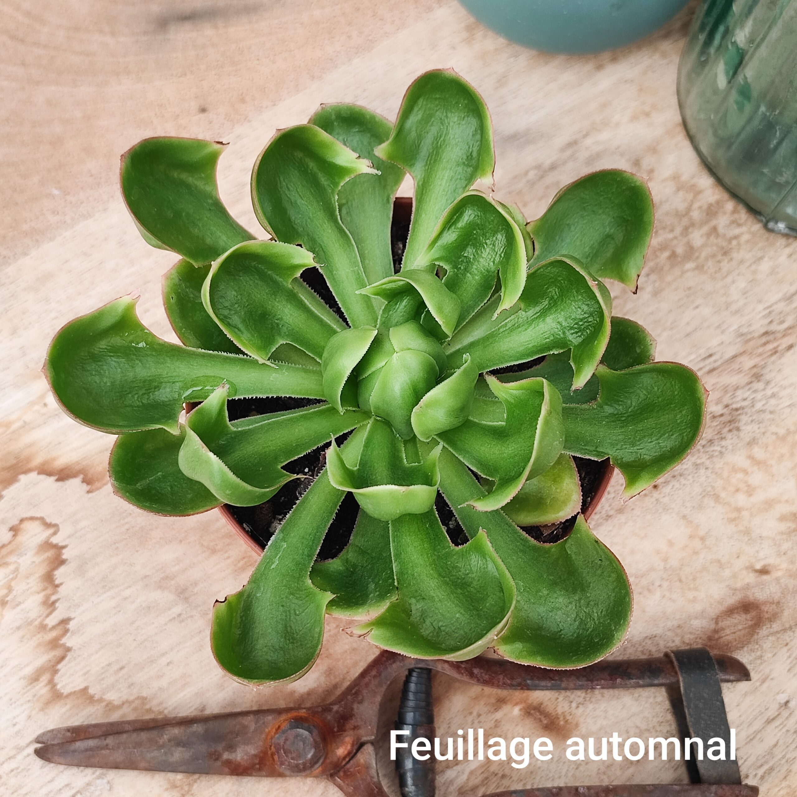 Aeonium undulatum x – Image 4
