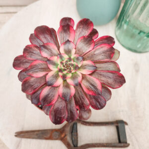 Aeonium &lsquo;Moya&rsquo;