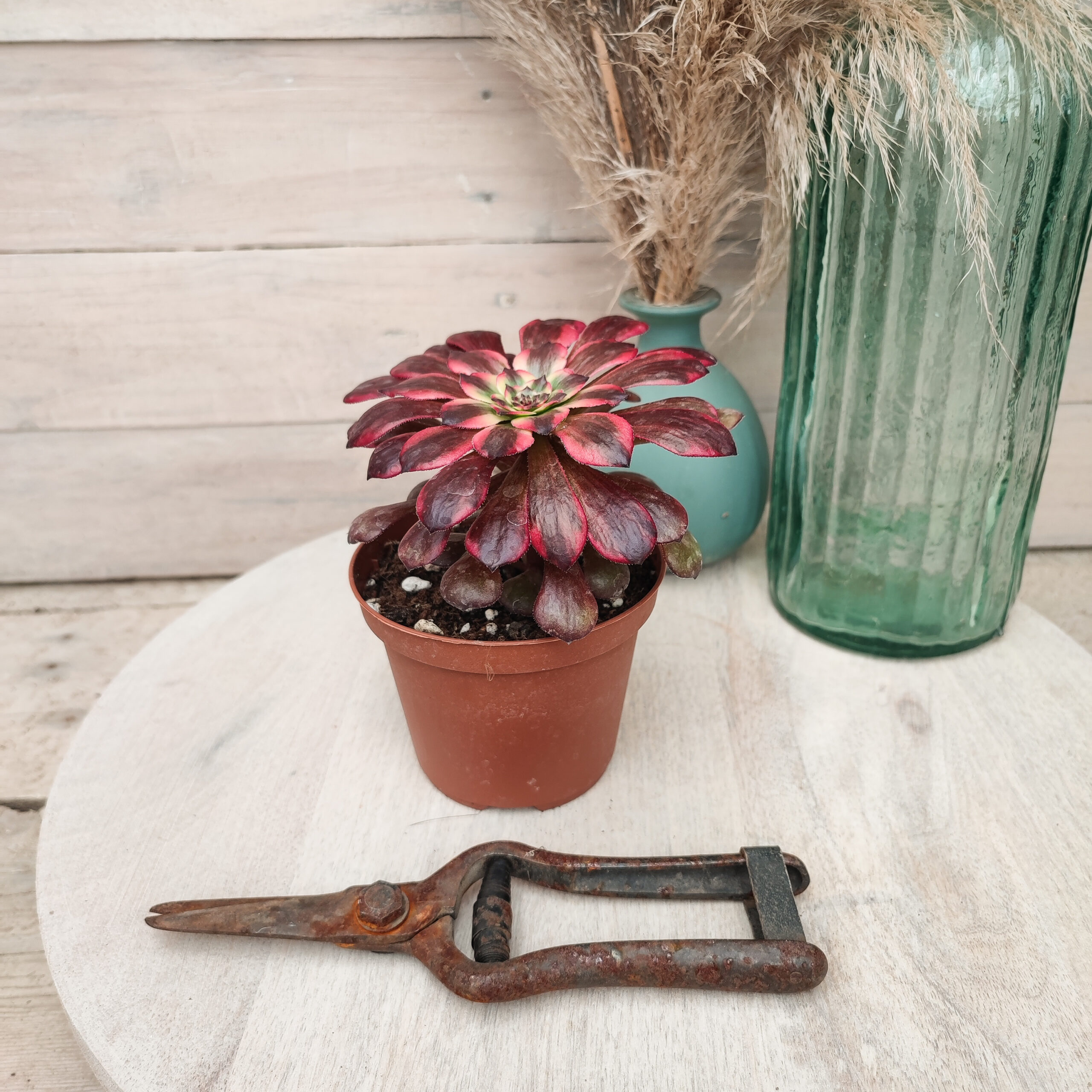 Aeonium 'Moya' – Image 4