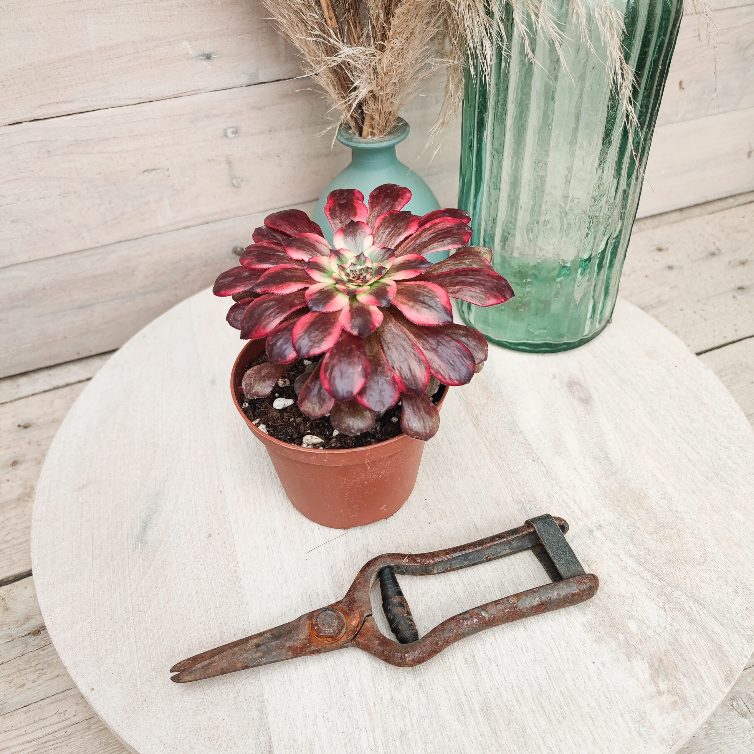 Aeonium 'Moya' – Image 5