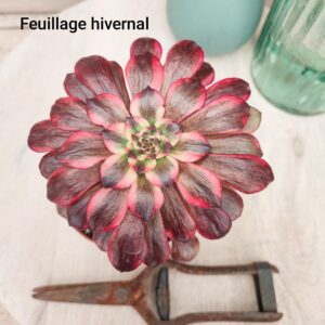 Aeonium &lsquo;Moya&rsquo;