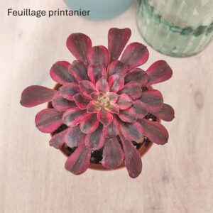 Aeonium &lsquo;Lina&rsquo;