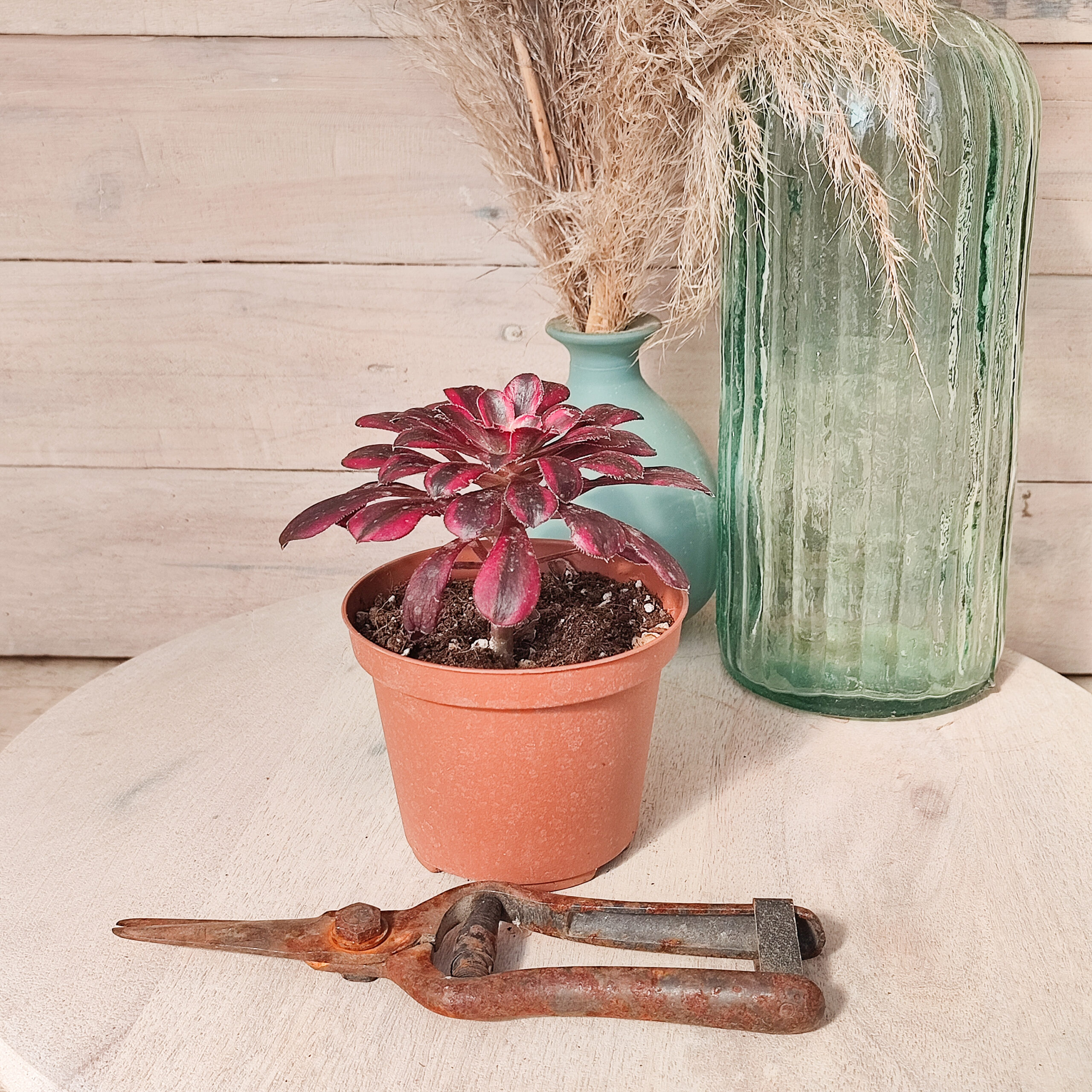 Aeonium 'Lina' – Image 3