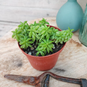 Peperomia axillaris