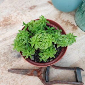 Peperomia axillaris