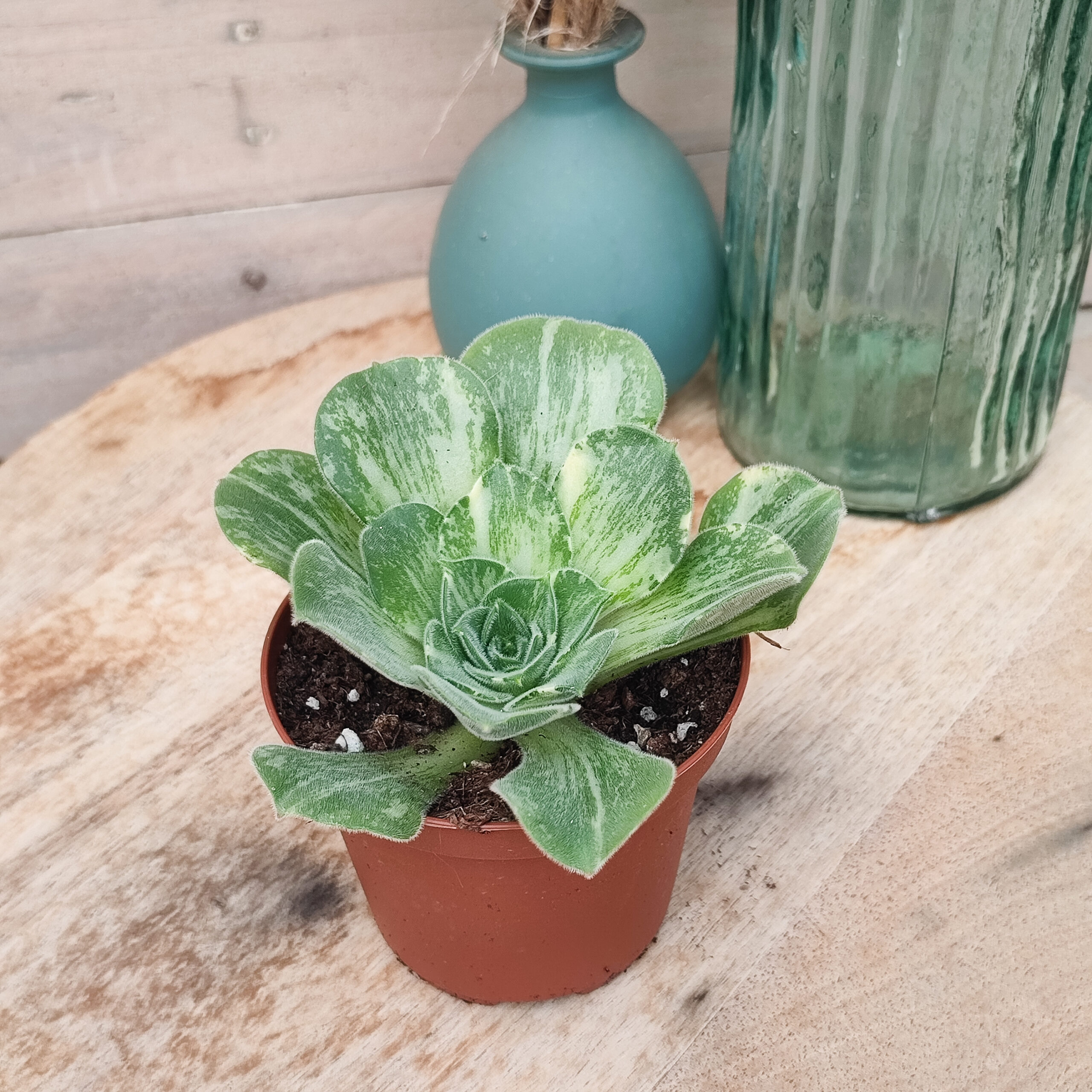 Aeonium canariense variegata – Image 2