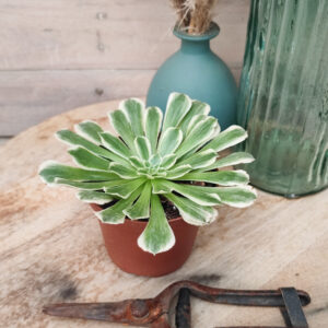 Aeonium &lsquo;Green Wave&rsquo;