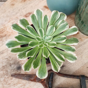 Aeonium &lsquo;Green Wave&rsquo;