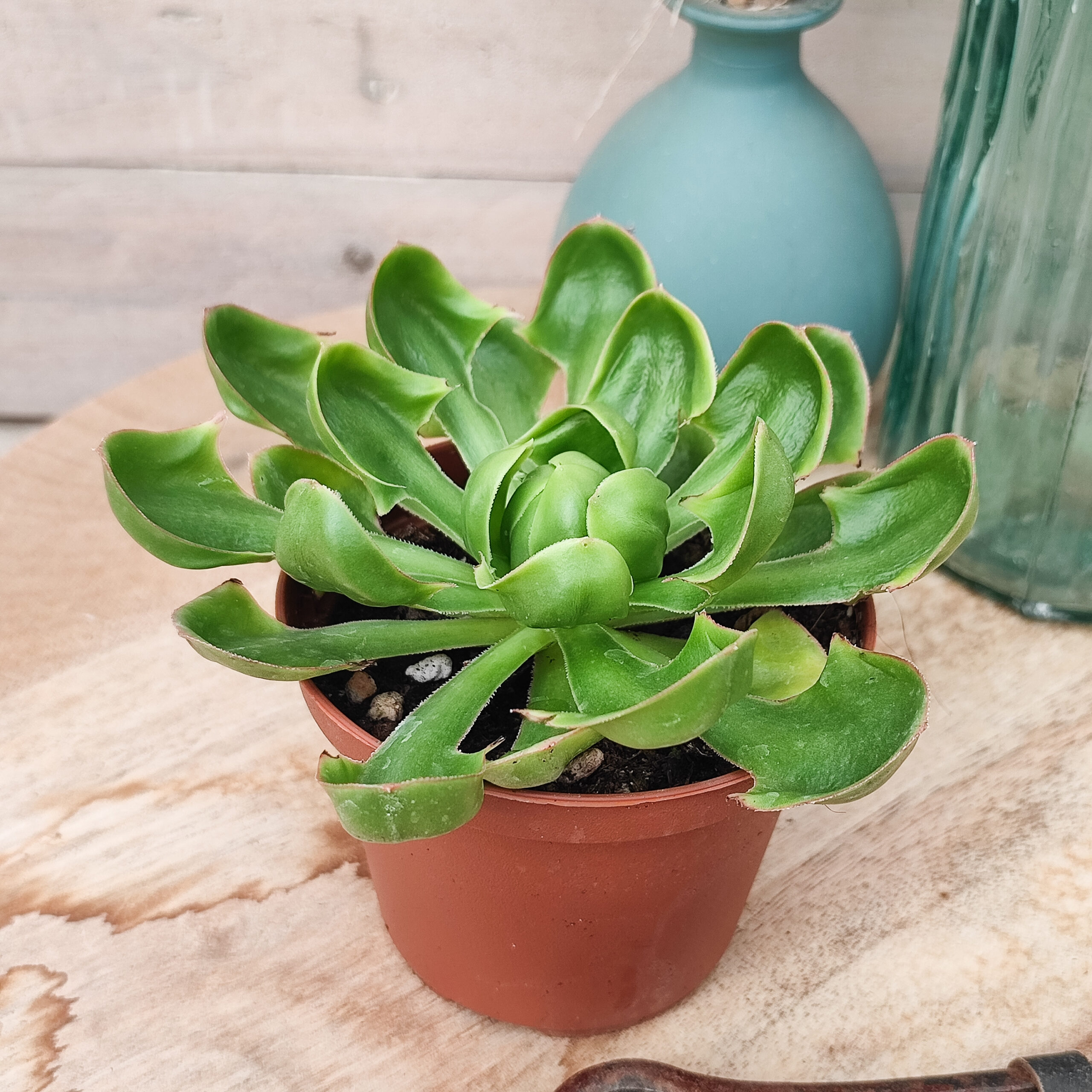 Aeonium undulatum x – Image 2