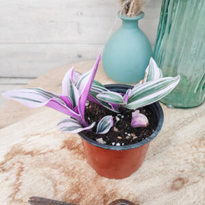 Tradescantia &lsquo;Nanouk&rsquo;