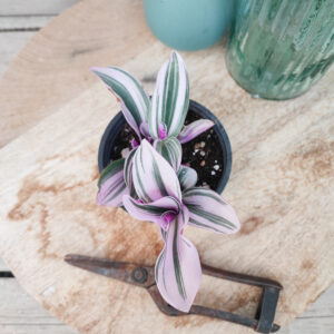 Tradescantia &lsquo;Nanouk&rsquo;