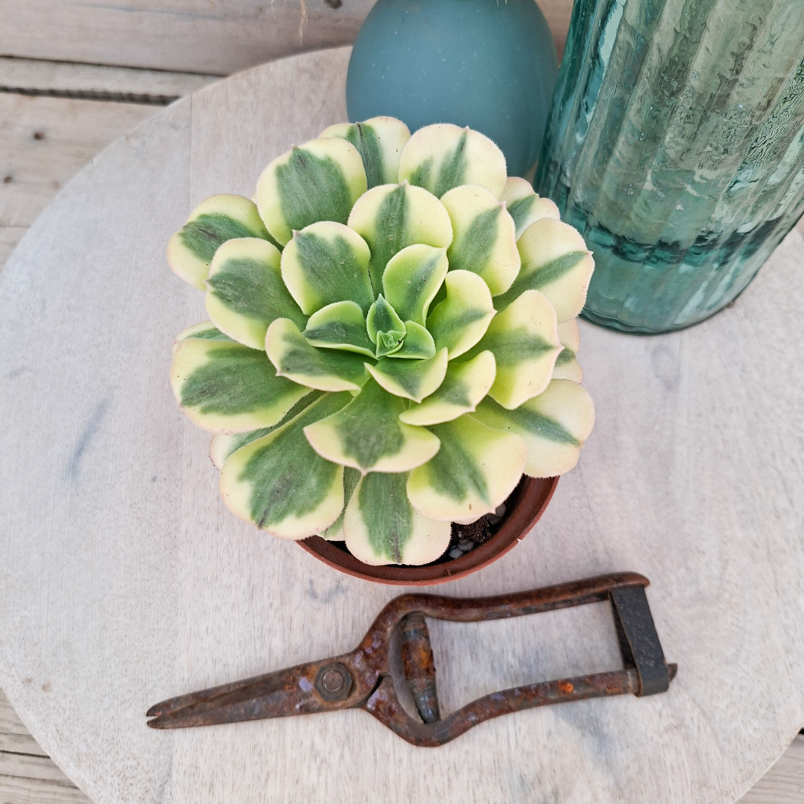 Aeonium 'Green Medusa'