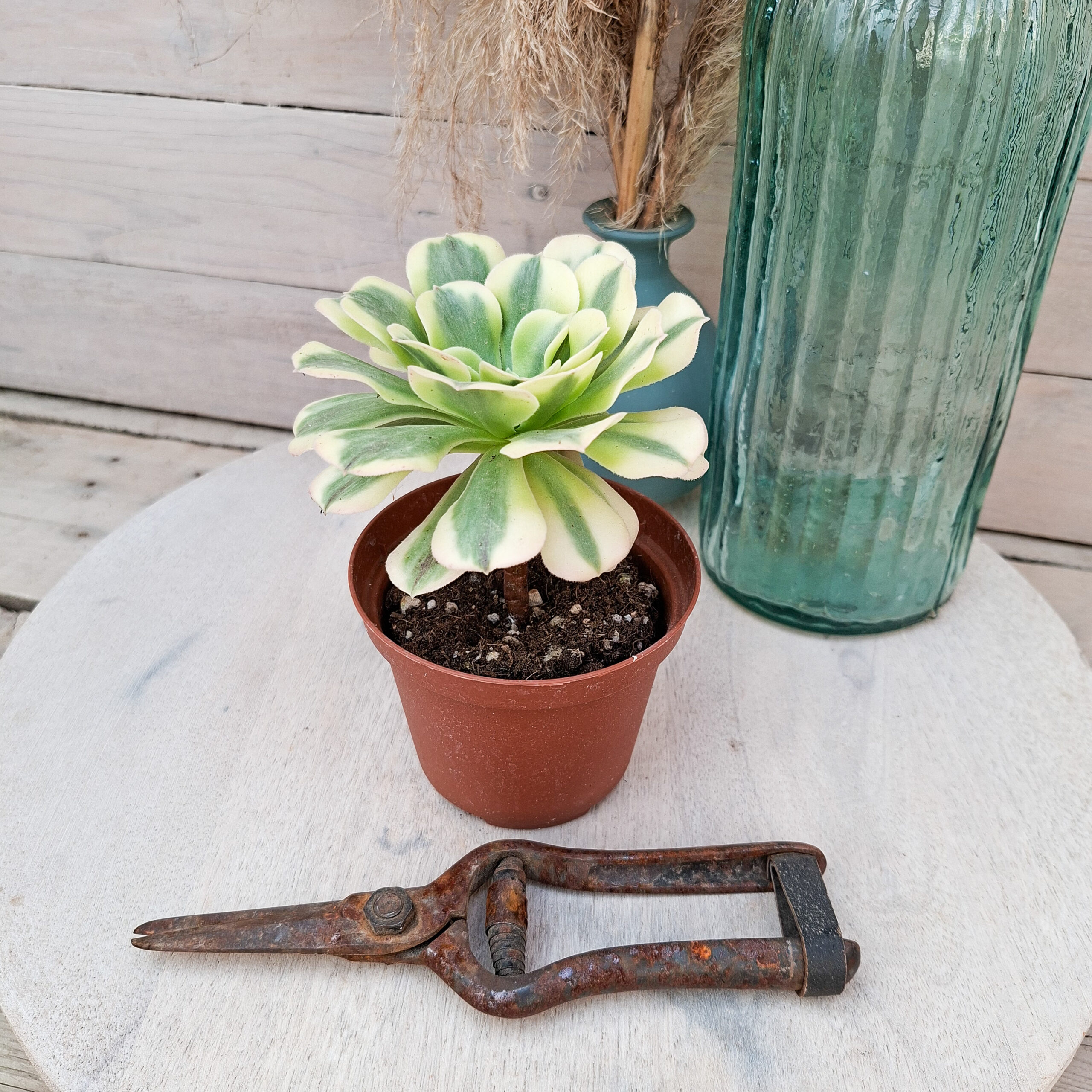 Aeonium 'Green Medusa' – Image 3