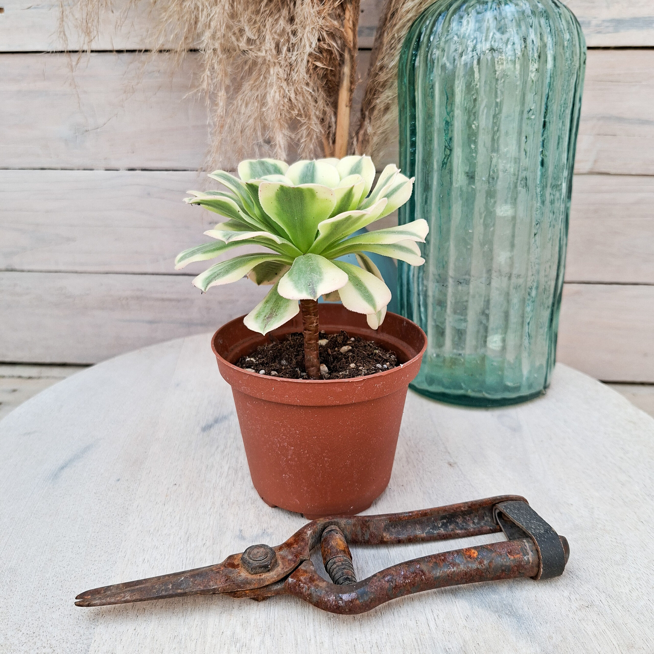 Aeonium 'Green Medusa' – Image 4