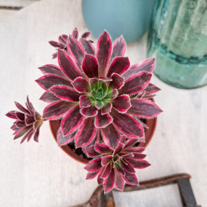 Aeonium &lsquo;Firecracker&rsquo; variegata