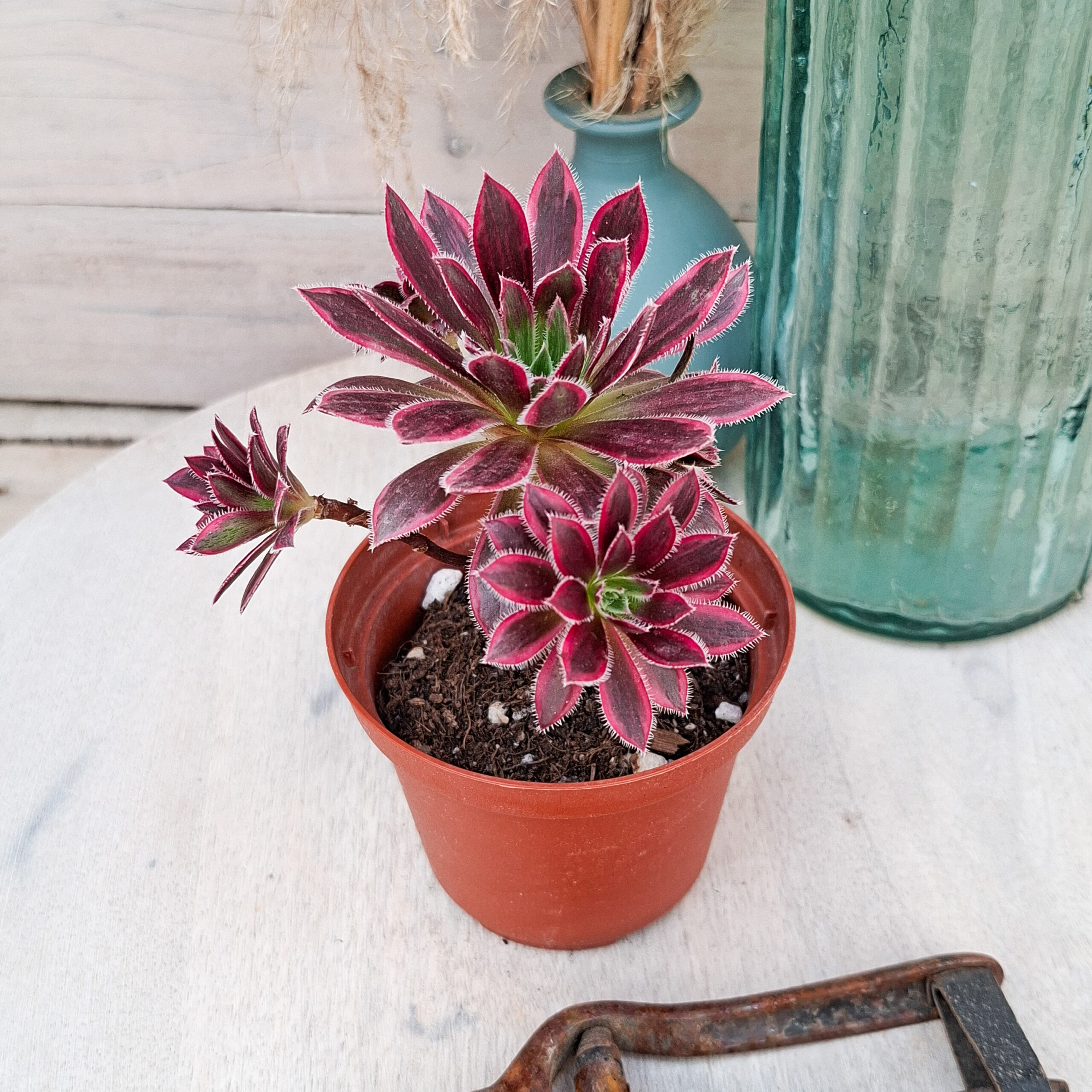 Aeonium 'Firecracker' variegata – Image 2