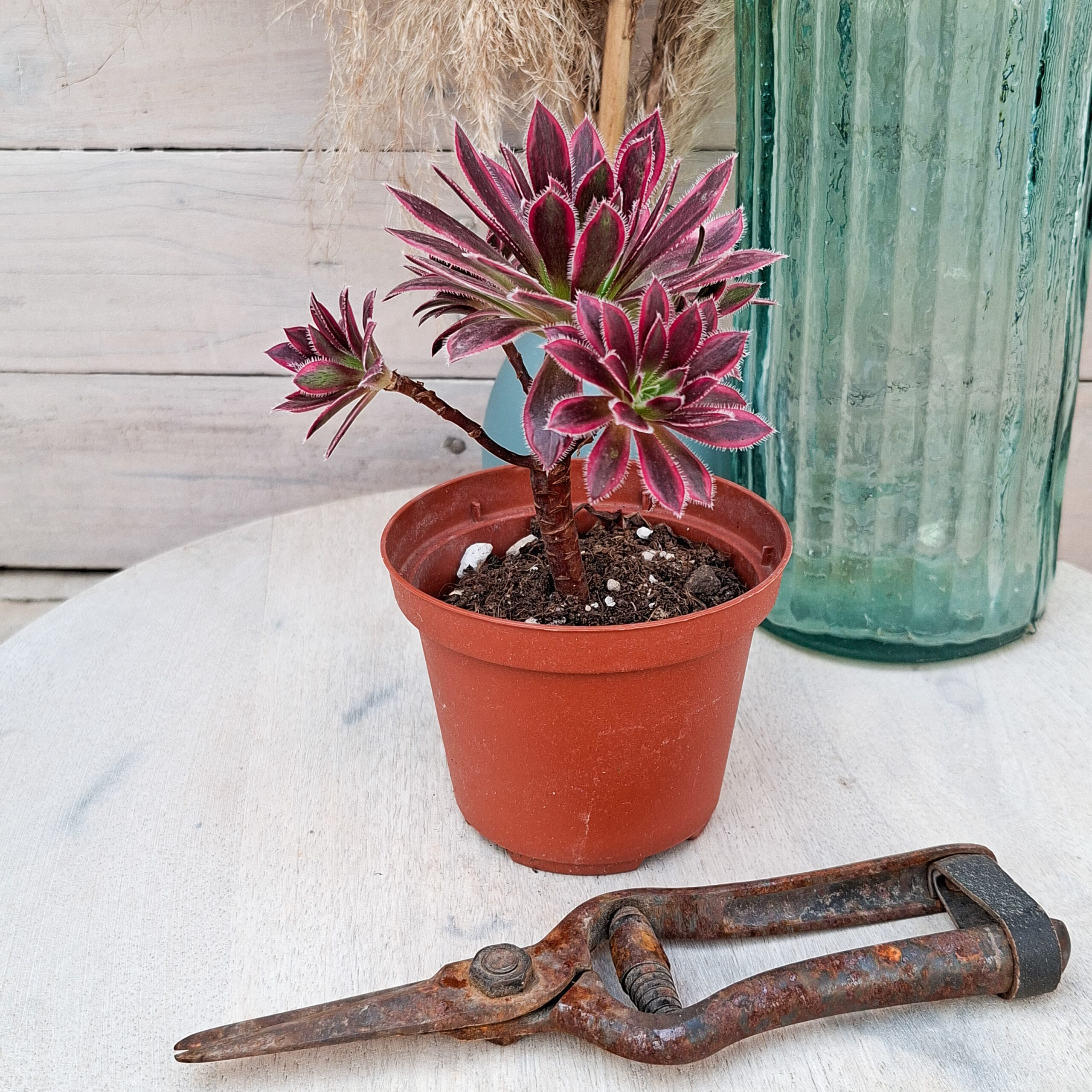 Aeonium 'Firecracker' variegata – Image 3