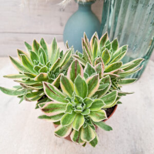 Aeonium x hybridum variegata