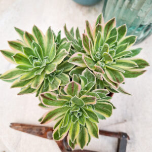 Aeonium x hybridum variegata