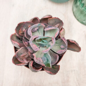 Echeveria &lsquo;Beyonce&rsquo; variegata