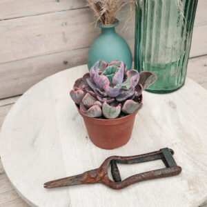 Echeveria &lsquo;Beyonce&rsquo; variegata