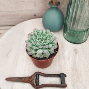 Echeveria &lsquo;Gilo Drops&rsquo;