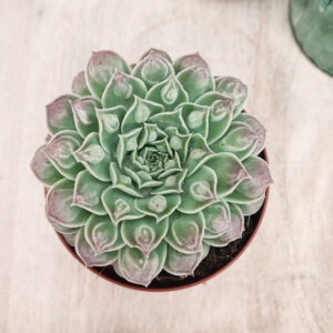 Echeveria &lsquo;Gilo Drops&rsquo;