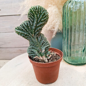 Lophocereus marginatus cristata