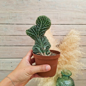 Lophocereus marginatus cristata