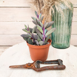 Senecio crassissimus