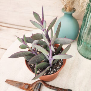 Senecio crassissimus