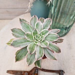 Aeonium &lsquo;Emerald City&rsquo;