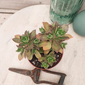 Aeonium decorum