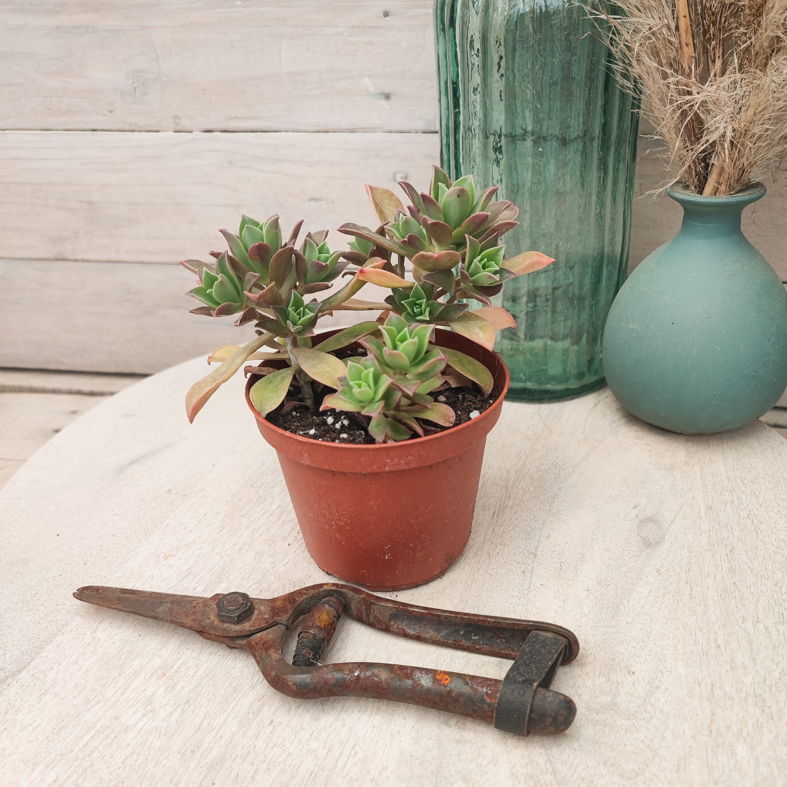 Aeonium decorum – Image 3