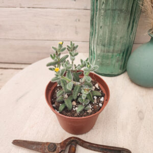 Delosperma echinatum