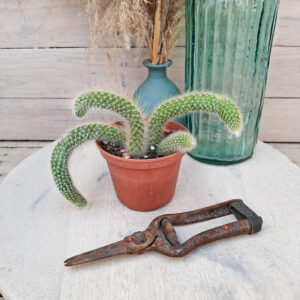 Cleistocactus colademononis