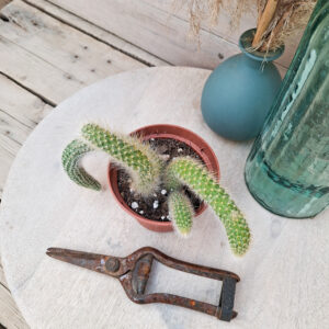 Cleistocactus colademononis
