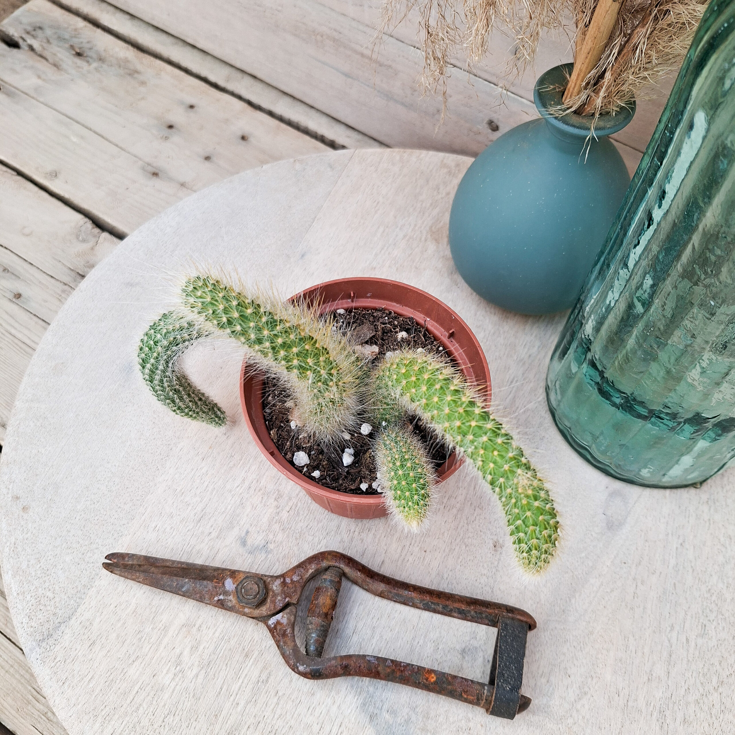 Cleistocactus colademononis – Image 2